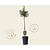 Ilex aquifolium 'Alaska' - op stam