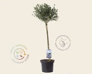 Ceanothus impressus 'Victoria' - op stam image