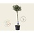 Ceanothus impressus 'Victoria' - 60 cm stam