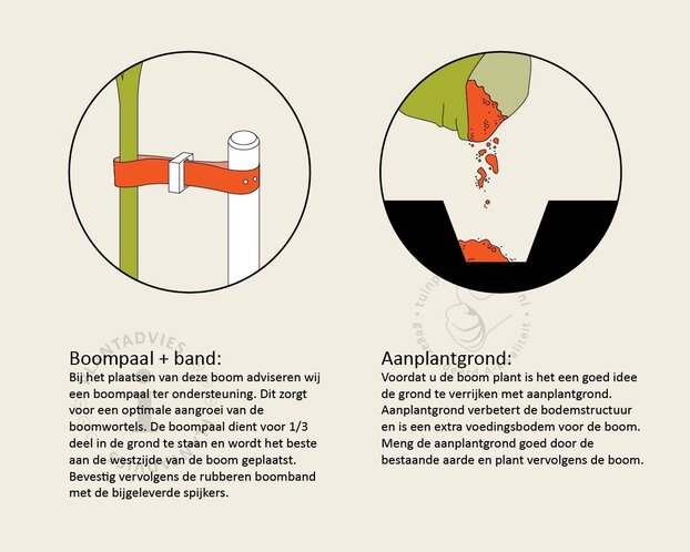 Lei-Laurier l. 'Angustifolia' - Basic - pakket 6 stuks