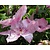Clematis patens 'Hagley Hybrid'