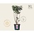 Syringa vulgaris 'Charles Joly' - XL
