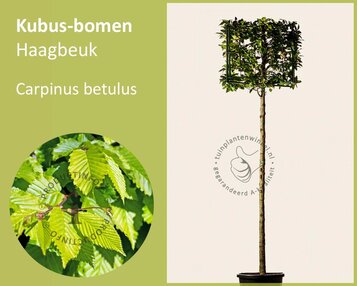 Kubus-Haagbeuk image