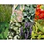 Borderpakket Folia schaduw-halfschaduw - (pakket 09)