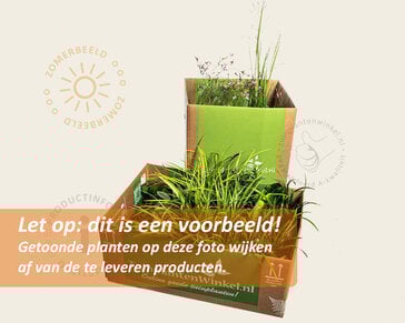 Borderpakket Folia schaduw-halfschaduw - (pakket 09)