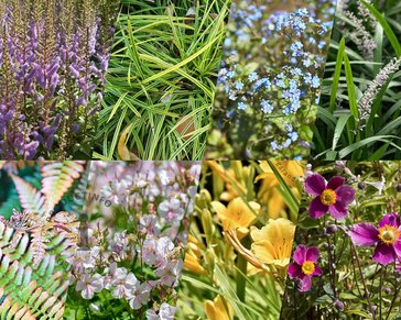 Borderpakket Variegata schaduw-halfschaduw - (pakket 15)
