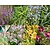 Borderpakket Variegata schaduw-halfschaduw - (pakket 15)