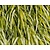 Hakonechloa macra 'Aureola'
