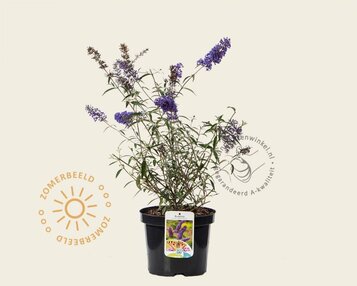 Buddleja davidii 'Nanho Purple' image
