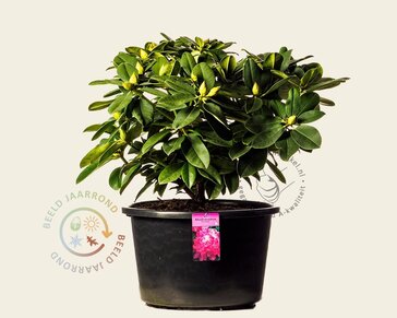 Rhododendron 'Germania'