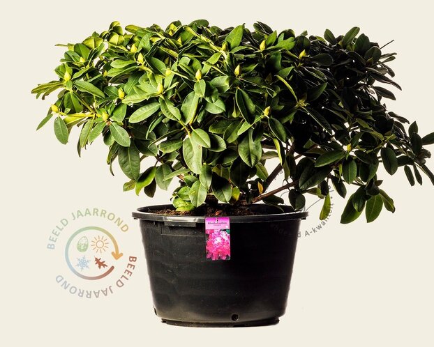 Rhododendron 'Germania'