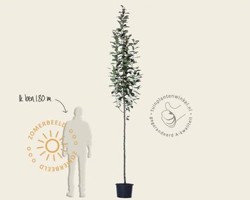Malus 'Red Obelisk' image