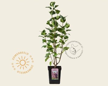 Syringa vulgaris 'Michel Buchner' image