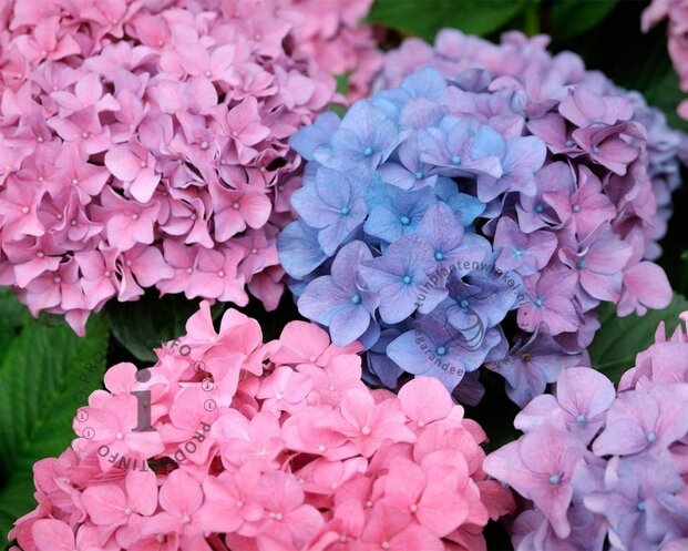 Hydrangea macrophylla 'Bouquet Rose'