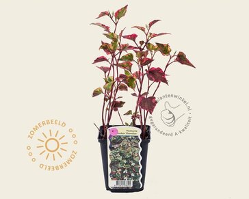 Houttuynia cordata 'Chameleon'