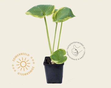 Hosta sieboldiana 'Frances Williams'