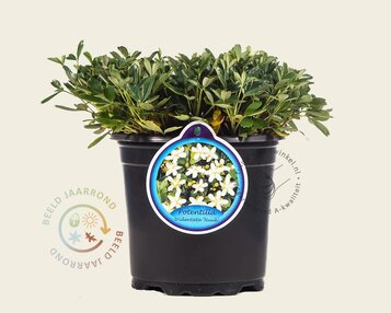 Potentilla tridentata 'Nuuk' image