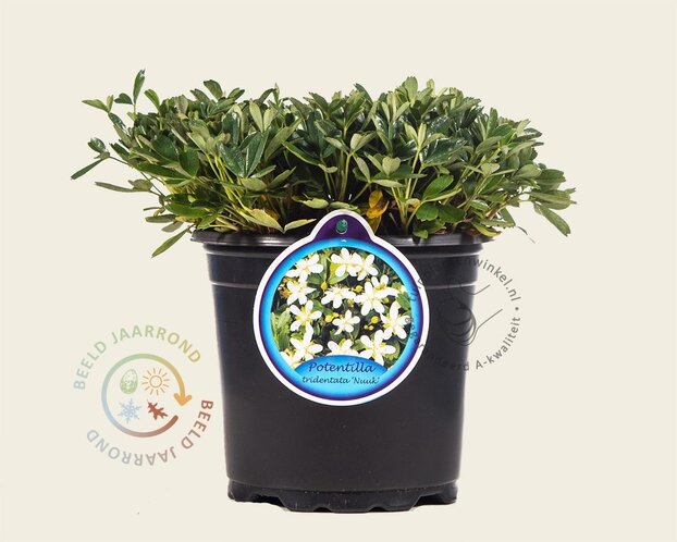 Potentilla tridentata 'Nuuk'