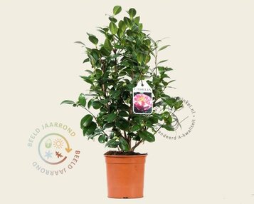 Camellia japonica 'Nuccio's Jewel' image