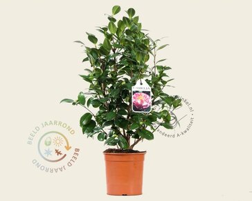 Camellia japonica 'Nuccio's Jewel'