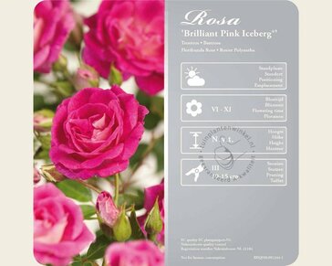 Rosa 'Brilliant Pink Iceberg'