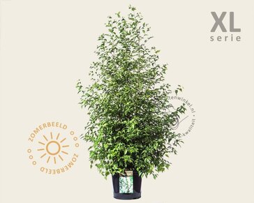 Styrax japonicus - XL