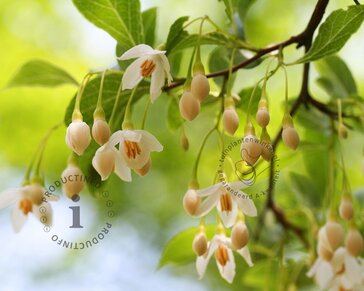 Styrax japonicus - XL