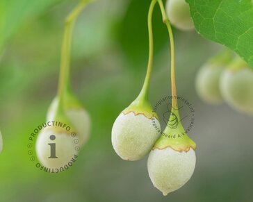 Styrax japonicus - XL