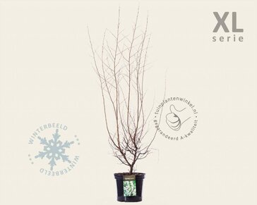 Styrax japonicus - XL