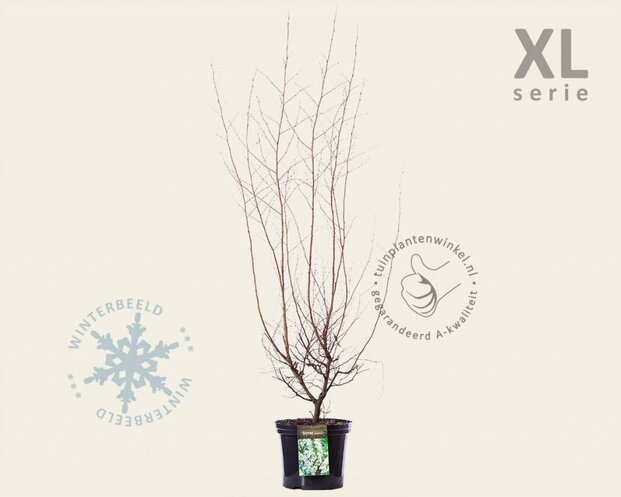 Styrax japonicus - XL