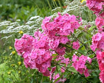 Phlox paniculata 'Rijnstroom' image