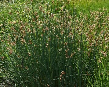 Scirpus lacustris image