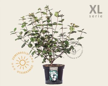 Viburnum carlesii - XL image