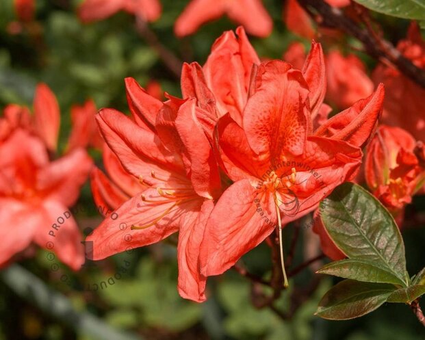 Rhododendron kh. 'Koster's Brilliant Red'