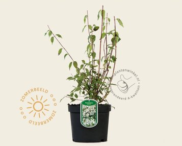 Philadelphus 'Lemoinei' image