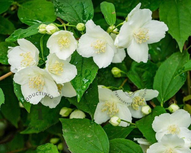 Philadelphus 'Lemoinei'