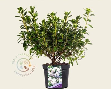 Rhododendron Azalea 'Schneewitchen'