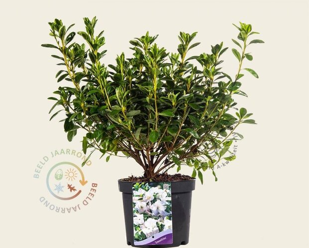 Rhododendron Azalea 'Schneewitchen'