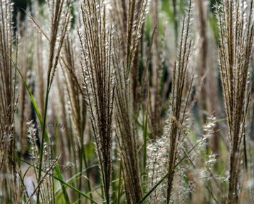 Miscanthus sinensis 'Silberfeder' image