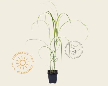 Miscanthus sinensis 'Silberfeder'