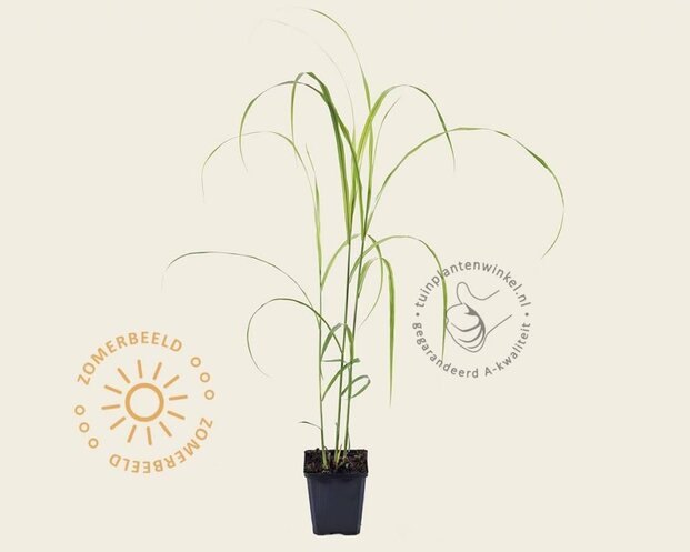 Miscanthus sinensis 'Silberfeder'