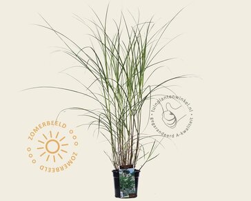 Miscanthus sinensis 'Silberfeder'