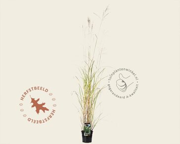 Miscanthus sinensis 'Silberfeder'