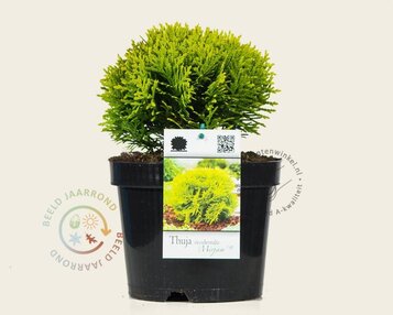 Thuja occidentalis 'Mirjam' image