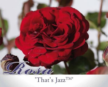 Rosa 'That's Jazz' image