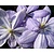 Clematis patens 'Mrs Cholmondeley'