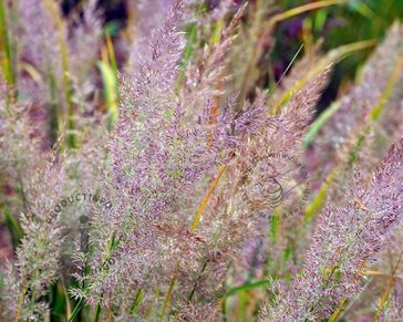 Calamagrostis brachytricha