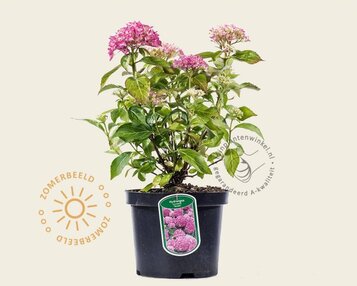 Hydrangea macrophylla 'Tovelit' image
