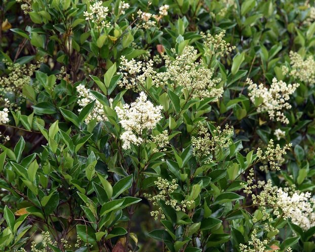 Ligustrum lucidum
