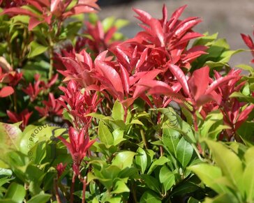 Pieris japonica 'Mountain Fire'
